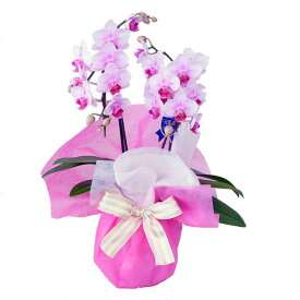 楽天市場 胡蝶蘭 ランラン 花 観葉植物 花 ガーデン Diy の通販