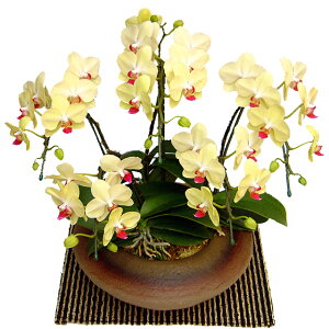 ~fB Ӓ 5{ Uc} a ܂ǂ F CG[O[F Xcm