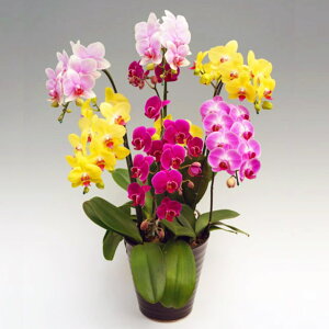 ~fB Ӓ  6{ ܂MIX ~bNX j ړ]j JXj ACj J@j JƏj Nj ij ސEj Ij a җ Ď   䋟 Yn