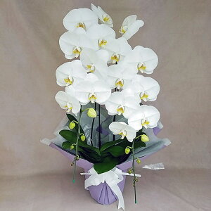 Ӓ 2{   ؎D     ݉ V~ ~ ~ { ފ @ d  m    蕨 Mtg v[g Yn ʐ^M D bs