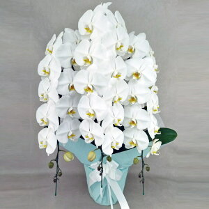 Ӓ 3{       ݉ V~ ~ ~ { ފ @ d  m    蕨 Mtg v[g Yn ʐ^M D bsO