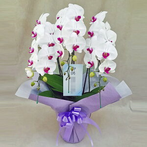 Ӓ 3{  ԃbv     ݉ V~ ~ ~ { ފ @ d  m    蕨 Mtg v[g Yn ʐ^M D bs