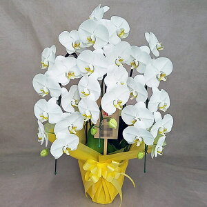 Ӓ 3{   ؎D P j ړ]j JXj ACj J@j JƏj Nj ij ސEj Ij a җ Ď   䋟    Yn 