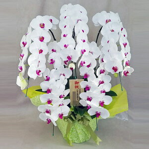 Ӓ 5{   ԃbv ؎D j j ړ]j JXj ACj J@j JƏj Nj ij ސEj Ij a җ Ď   䋟    