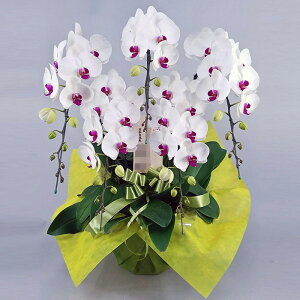 Ӓ 5{   ԃbv j ړ]j JXj ACj J@j JƏj Nj ij ސEj Ij a җ Ď   䋟    Yn 