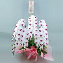 胡蝶蘭 5本立ち 大輪 白 赤リップ 木札 御祝 お祝い 移転祝い 開店祝い 就任祝い 開院祝い 開業祝い 周年祝い 昇進祝い 退職祝い 当選祝い 誕生日 還暦 米寿 卒寿 お供え 御供 供花 鉢花 産地直送 写真送信 立札 ラッピング無料 育て方パンフレット付 送料無料 ビジネスにも