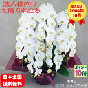 【ポイント10倍】胡蝶蘭 5本立ち 白色 木札 ダブルラッピング仕立て