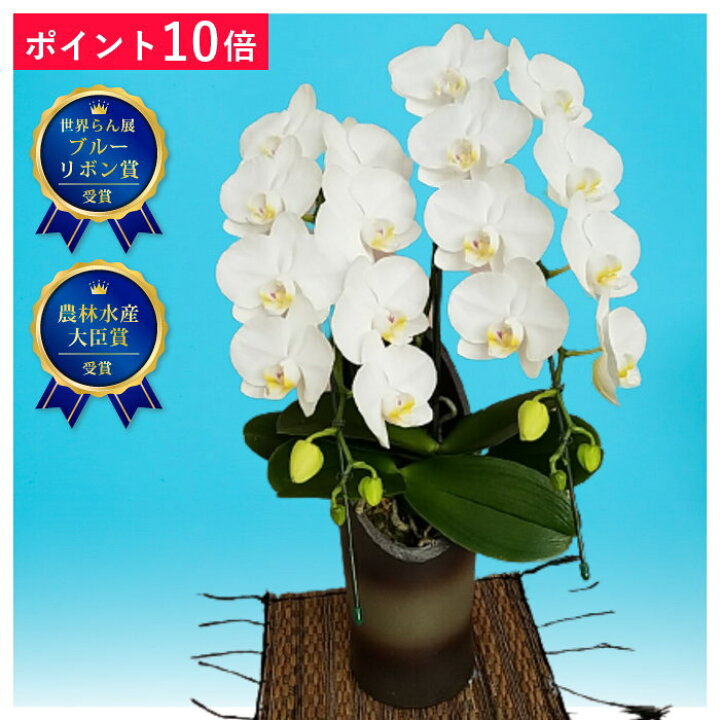 楽天市場 ポイント10倍 特選 ミディ胡蝶蘭 アマビリス 2本立ち 和鉢 白色 森田洋蘭園 フラワーショップ乃木坂 胡蝶蘭