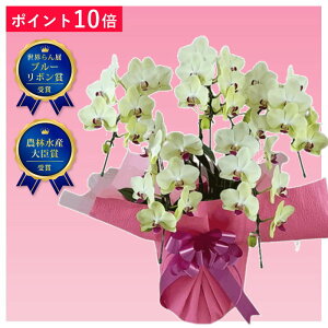 �y�|�C���g10�{�z���I �~�f�B�Ӓ��� ���F �U���c�}�� 5�{���� �s���N�n ��d���b�s���O�d���� �X�c�m���� ���j�� �M�t�g