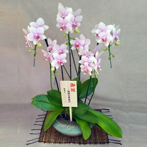 Ӓ  I{dL 5{ ܂ǂ  a j ړ]j JXj ACj J@j JƏj Nj ij ސEj Ij a җ Ď   Yn ʐ^