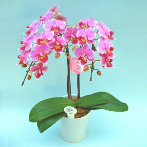 ~fBӒ 2{ sN 4 j ړ]j JXj ACj J@j JƏj Nj ij ސEj a җ Ď  j LO     M