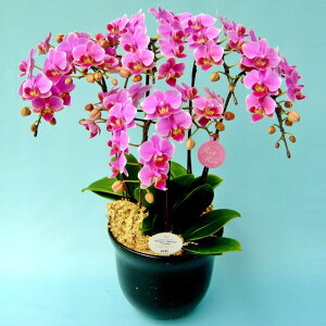 ~fBӒ 5{ sN 7 j ړ]j JXj ACj J@j JƏj Nj ij ސEj a җ Ď  j LO     M