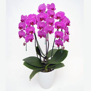 ~fB Ӓ 3{ r[X^[ sN j ړ]j JXj ACj J@j JƏj Nj ij ސEj Ij a җ Ď   䋟    