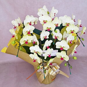 �~�f�B �Ӓ��� 5�{���� �U���c�}�� ���F �C�G���[ ���j�� �ړ]�j�� �J�X�j�� �A�C�j�� �J�@�j�� �J�Əj�� ���N�j�� ���i�j�� �ސE�j�� ���I�j�� �a���� �җ� �Ď� ���� ������ �䋟 ���� ���� 