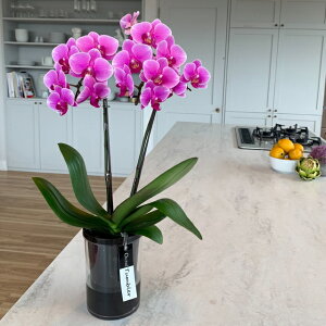 Ӓ ~fB 2{ sN ^u[|bg ȒP  Mtg v[g JXj JƏj ړ]j ACj Nj a LO j j 蕨  