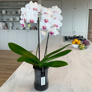 Ӓ ~fB  ԃbv Mtg 2{ ~ ^u[|bg 4  ؂₩  JXj JƏj ړ]j ACj Nj LO j e킨j 蕨 Yn