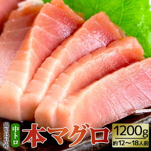 y500~ OFFN[|z Y{}Oy}O̒gz 12`18lO 200g×6 e 1.2kg 1200g {܂ }O  {  ܂ ܂  Ƃ g i hg 