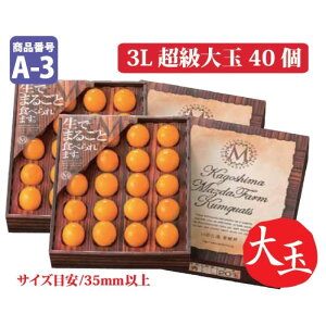 y500~ OFFN[|zʌ 2025NtJnI  n񂩂 3L  20×2 ~Mtg yYnzyԌz LJ  Ε Ε MtgΉ y12{ȍ~