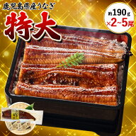 【クーポン利用で200〜5000円OFF】【敬老の日におすすめ】 鹿児島県産 特大 うなぎ蒲焼 約190g 2〜5匹 薩…