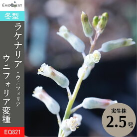 ラケナリア ウニフォリア ウニフォリア変種 Lachenalia unifolia var. unifolia EQ821 通販 実生 2.5号 ケープバルブ 南ア 球根 エリオクエスト