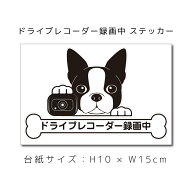 送料無料 ドラレコステッカー ボストンテリア 犬ステッカー 車ステッカー ドライブレコーダー録画中 窓 …