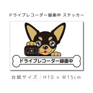 ドラレコステッカー チワワスムース(黒) 犬ステッカー 車ステッカー ドライブレコーダー録画中 窓 ペット…