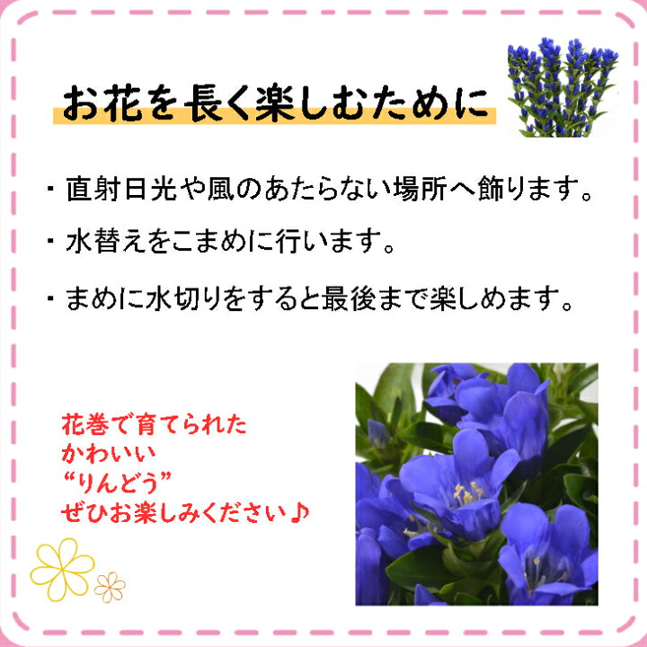 楽天市場 ふるさと納税 切り花 りんどう15本以上 セット ギフト 岩手県花巻市
