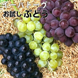 楽天市場 果物 ぶどう 岩手県花巻市 楽天市場 果物 ぶどう 岩手県花巻市