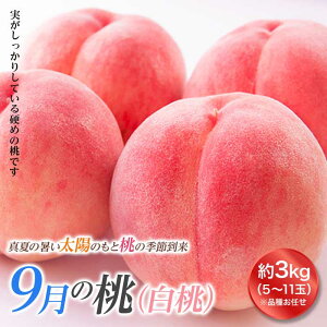 yӂ邳Ɣ[Łzss\ 2025NxtR`9̓ij3kg    fU[g t[c ʕ  ʎ Hi R` FSY-1825