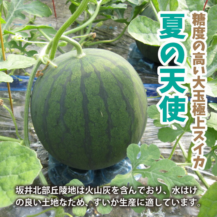 楽天市場 ふるさと納税 先行予約 スイカ １玉 甘さきらめく 夏の天使 7月上旬以降順次発送予定 福井県坂井市