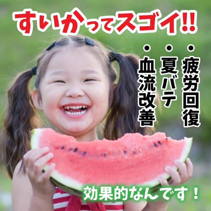 楽天市場 ふるさと納税 先行予約 スイカ １玉 甘さきらめく 夏の天使 7月上旬以降順次発送予定 福井県坂井市