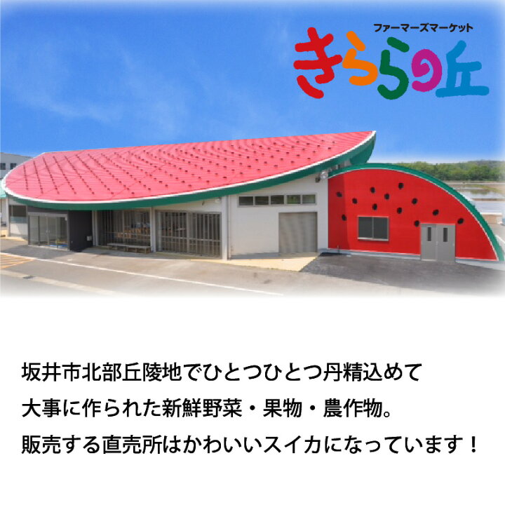 楽天市場 ふるさと納税 先行予約 スイカ １玉 甘さきらめく 夏の天使 7月上旬以降順次発送予定 福井県坂井市
