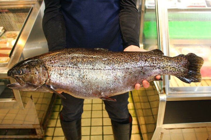楽天市場 ふるさと納税 鮮魚直送 キングサーモン ニジマス キングサーモン ニジマス 富士の介 刺身用110 1g 3p スライス 送料無料 山梨県富士吉田市 楽天市場 ふるさと納税 鮮魚直送 キングサーモン ニジマス キングサーモン ニジマス 富士の介 刺身用110 1g 3p スライス 送料無料 山梨県富士吉田市