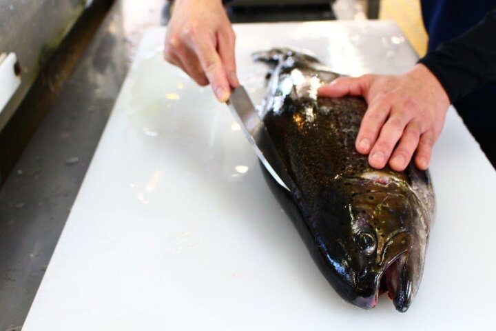 楽天市場 ふるさと納税 鮮魚直送 サク 刺身用 キングサーモン ニジマス 富士の介 0 210g 2p 山梨県富士吉田市