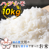楽天市場】岐阜県 ハツシモ 10kgの通販