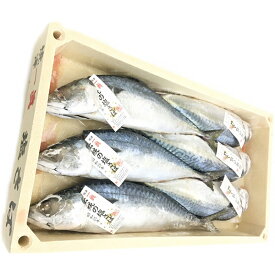 【ふるさと納税】 鯖 さば 魚 塩サバ 丸ごと 焼津 冷凍 6本入 天然 伝統の塩さば しめ鯖に 鯖寿司に a18-034