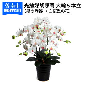 【ふるさと納税】綺麗で丈夫な三河陶器で贈る 光触媒胡蝶蘭大輪5本立（黒の陶器×白桜色の花）