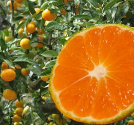 楽天市場 みかん肥料の通販