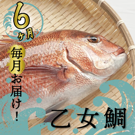 【ふるさと納税】 定期便 魚 6回 タイ 鯛 1匹分 刺身用半身 皮付き半身 頭付き ブランド 乙女鯛 鮮魚 刺身 鯛めし 高知県 須崎市人気 ランキング 食品 お楽しみ バラエティ おすすめ 6ヶ月 魚介類 魚 さかな