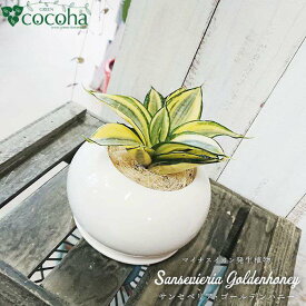 楽天市場 サンスベリア ゴールデン ハニーの通販