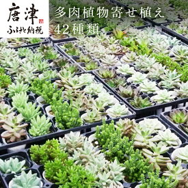 楽天市場 多肉植物 パープルヘイズの通販