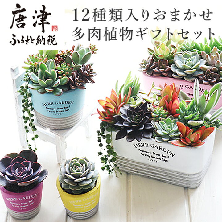 女の子向けプレゼント集結 多肉植物 の 寄せ植え M お楽しみ お任せ 3種類 4種類 花 誕生日 記念日 贈り物 プレゼント 母の日 父の日 敬老の日 Fucoa Cl