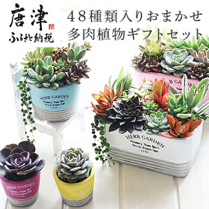 多肉植物 観葉植物の人気商品 通販 価格比較 価格 Com