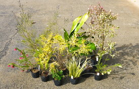 楽天市場 春夏 苗物 ガーデニング 農業 花 ガーデン Diyの通販