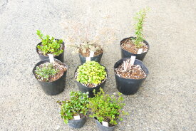 楽天市場 春夏 苗物 ガーデニング 農業 花 ガーデン Diyの通販