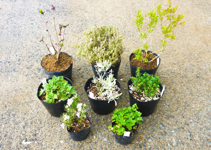 楽天市場 ふるさと納税 ハーブcセット8種 苗 植物 アレンジ 春 夏 花壇 プランター 家庭菜園 観葉植物 お料理 芳香 観賞 厳選 おまかせ 数量限定 Bs031 佐賀県みやき町