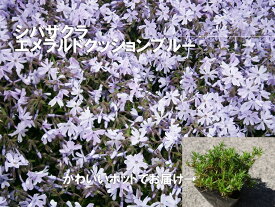 【ふるさと納税】シバザクラ エメラルドクッションブルー10個 花 苗 植物 家庭菜園 花壇 プランター ガーデニング 芝桜（BS155）