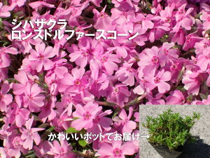 yӂ邳Ɣ[ŁzVoUN@Xht@[XR[10  c A ƒ؉ Ԓd v^[ K[fjO ōiBS156j