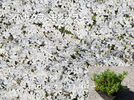 【ふるさと納税】シバザクラ　モンブラン20個 花 苗 植物 家庭菜園 花壇 プランター ガーデニング 芝桜（BS158）