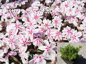 yӂ邳Ɣ[ŁzVoUN@^}miK20  c A ƒ؉ Ԓd v^[ K[fjO ōiBS159j